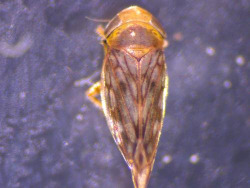 Circulifer haematoceps