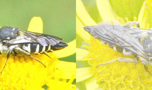 Coelioxys aurolimbata