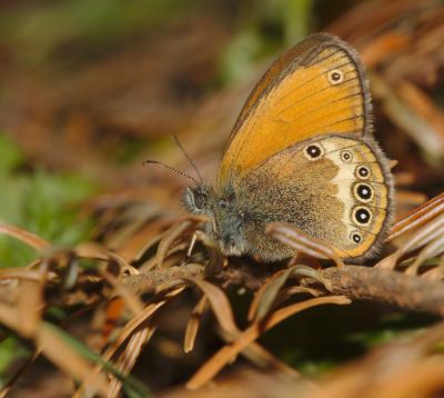 Réf. 186 852 : Coenonympha gardetta darwiniana