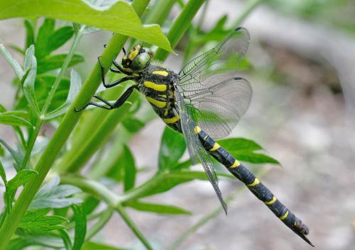 Cordulegaster bidentata
