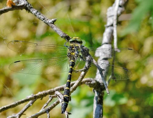 Réf. 186 375 : Cordulegaster bidentata