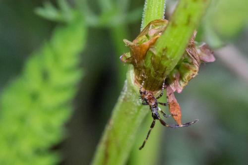 Coreus marginatus