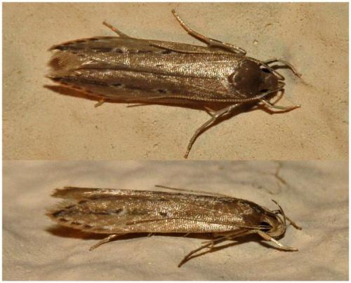 Limnaecia phragmitella