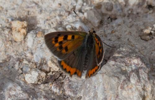 Lycaena phlaeas