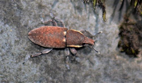 Pseudocleonus grammicus