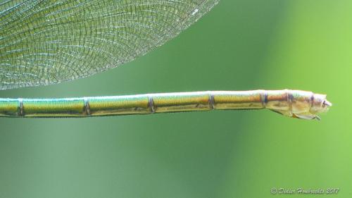 Réf. 186 162 : Calopteryx sp.