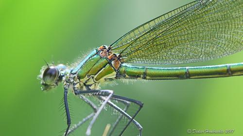 Calopteryx sp.