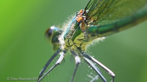 Réf. 186 132 : Calopteryx sp.