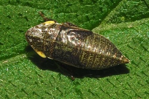 Aphrodes sp.