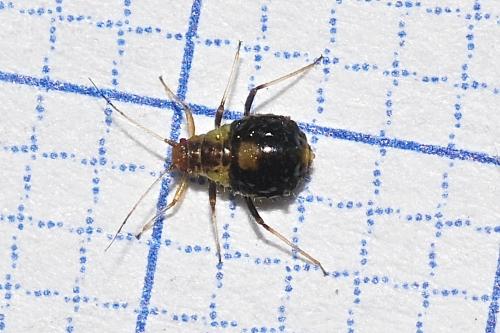 Réf. 186 185 : Chaitophorus populeti
