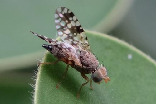 Tephritis praecox