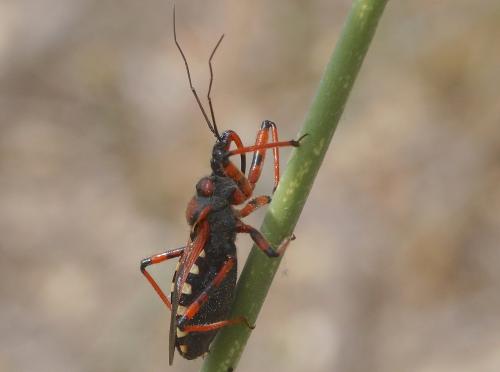 Réf. 186 602 : Rhynocoris sp.