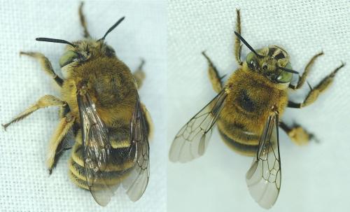 Amegilla garrula