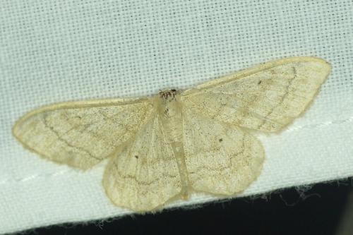 Idaea deversaria