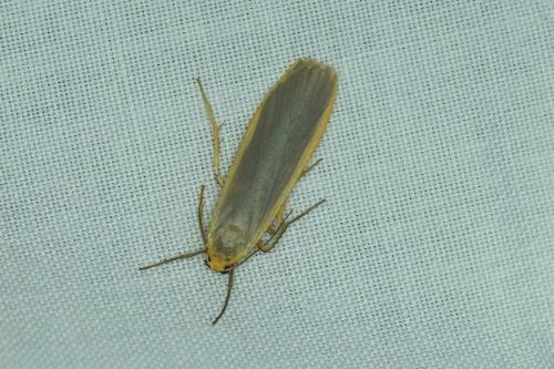 Eilema lurideola