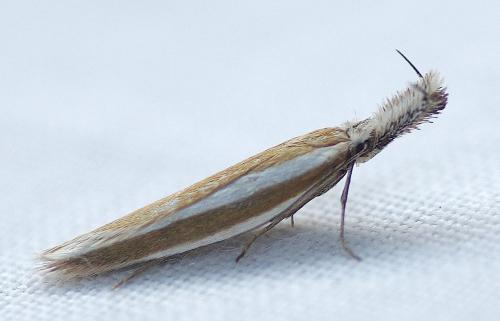 Réf. 186 119 : Pleurota aristella