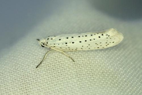 Réf. 186 954 : Yponomeuta evonymella