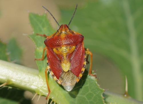 Réf. 186 790 : Carpocoris pudicus