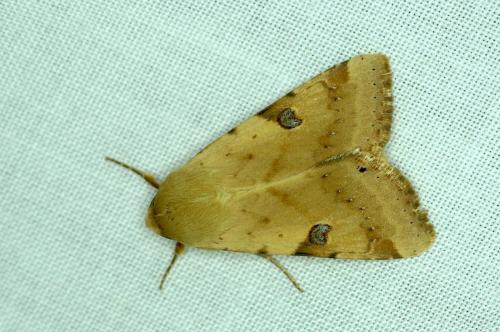 Réf. 186 718 : Heliothis peltigera