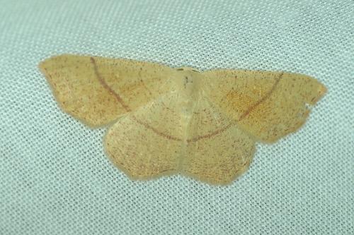 Réf. 186 958 : Cyclophora suppunctaria