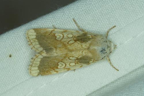 Réf. 186 061 : Dicycla oo