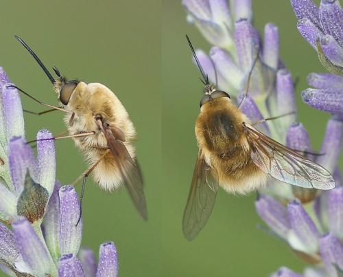 Réf. 186 112 : Bombylius sp.
