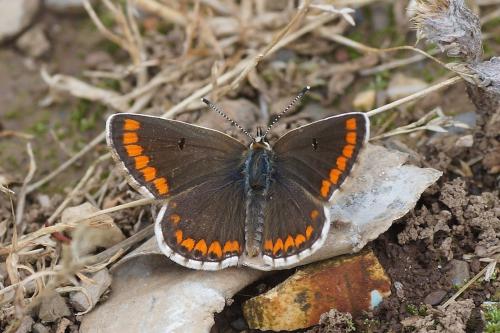 Réf. 186 383 : Aricia agestis