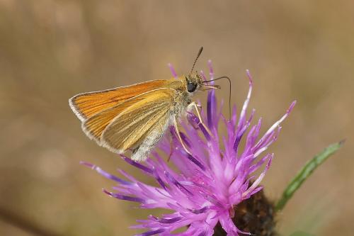 Réf. 186 429 : Thymelicus sp.