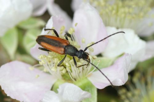 Réf. 186 724 : Stenurella melanura