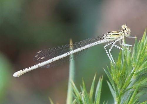Réf. 186 723 : Platycnemis pennipes