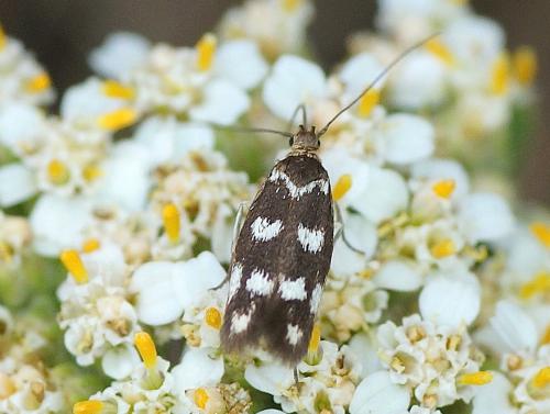 Réf. 186 400 : Scythris scopolella