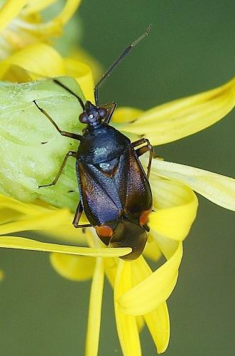 Réf. 186 366 : Deraeocoris ruber