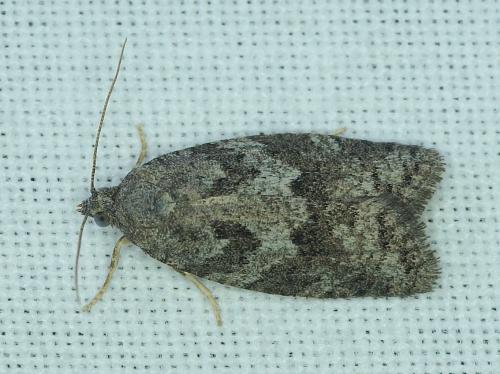 Réf. 186 604 : Cnephasia sp.