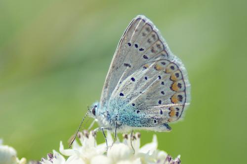 Réf. 186 053 : Polyommatus icarus