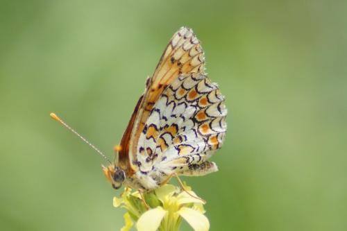 Réf. 186 494 : Melitaea phoebe