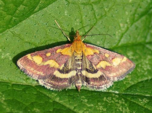 Réf. 186 911 : Pyrausta purpuralis