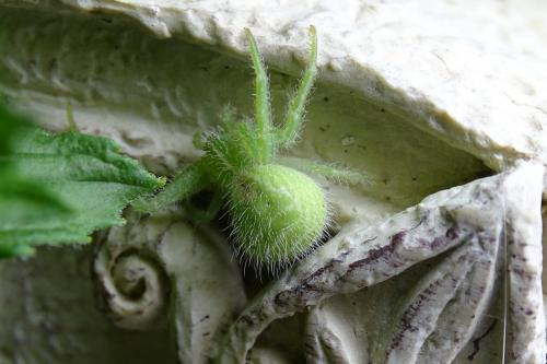Heriaeus hirtus