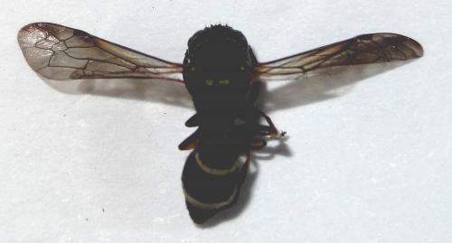 Ancistrocerus sp.