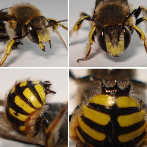 Anthidium manicatum