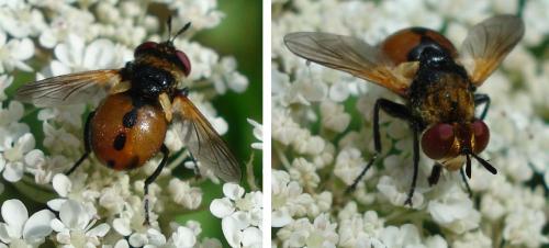 Gymnosoma sp.