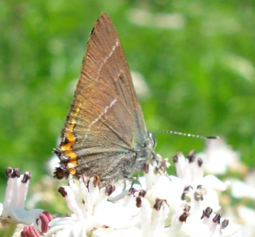Réf. 186 572 : Satyrium w-album