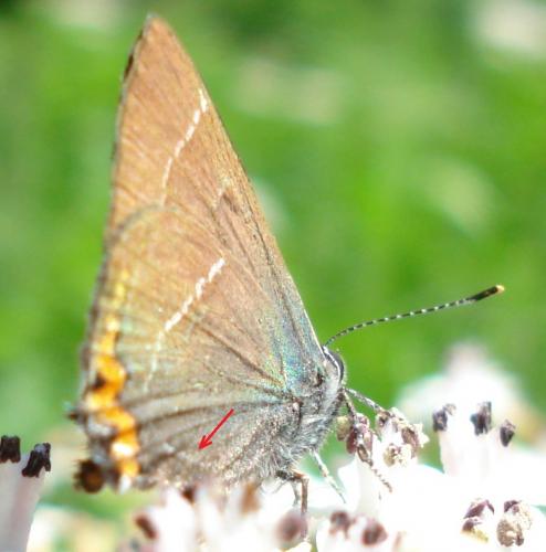 Réf. 186 605 : Satyrium w-album