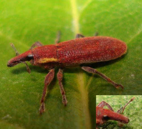 Réf. 186 854 : Lixus sp.