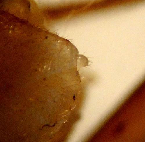 Dolichopoda sp.
