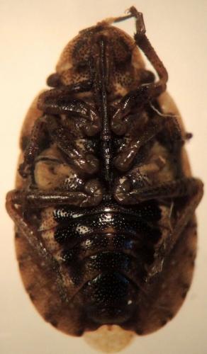 Réf. 186 094 : Sciocoris cursitans