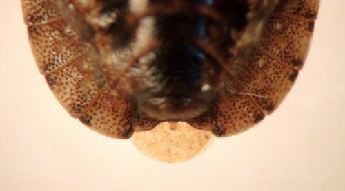 Réf. 186 095 : Sciocoris cursitans