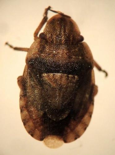 Réf. 186 093 : Sciocoris cursitans