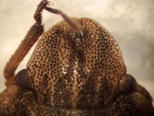 Réf. 186 096 : Sciocoris cursitans