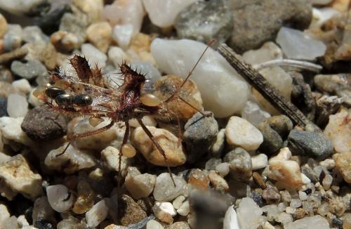 Réf. 186 577 : Phyllomorpha laciniata