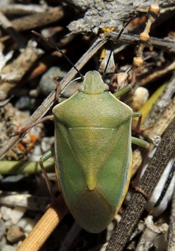 Brachynema germarii
